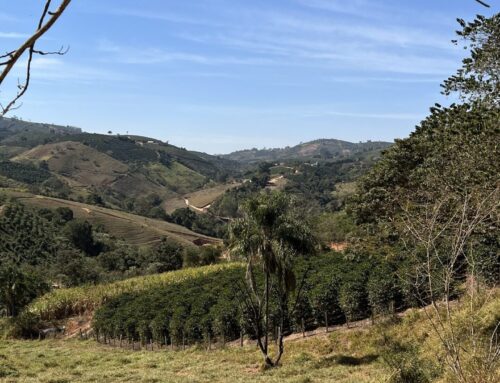 Preis Rohkaffee 2025 / 2026