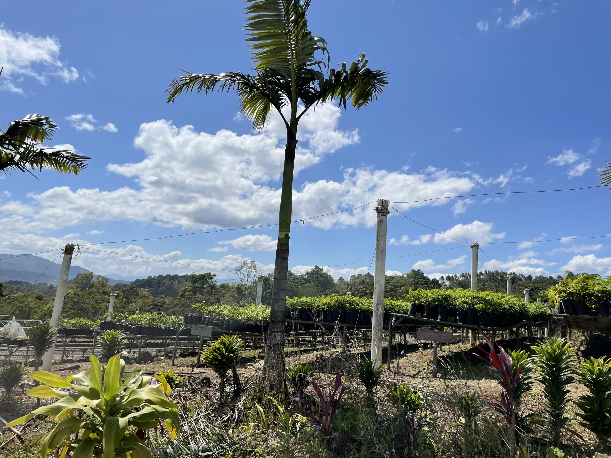Honduras Capucas Coop. - entkoffeiniert – Bild 4