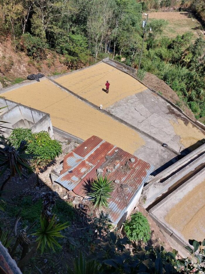 Guatemala - Finca Las Brisas – Bild 2