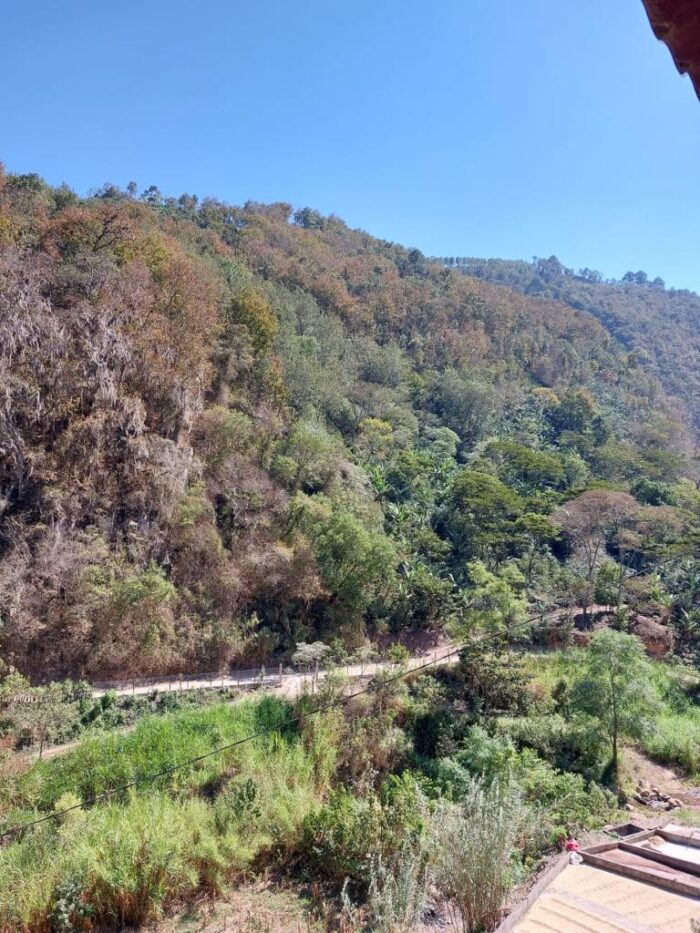 Guatemala - Finca Las Brisas – Bild 4